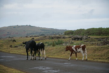 道を歩いて移動する牛 /イースター島