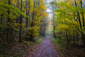 misty autumn forest in the morning 