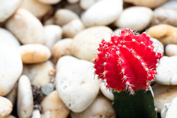 Red color cactus budding on another green cactus