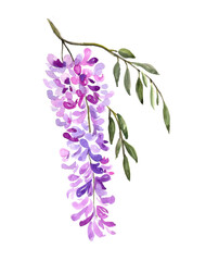 Watercolor illustration. Drawing of blooming wisteria. A sprig of lilac wisteria and leaves.