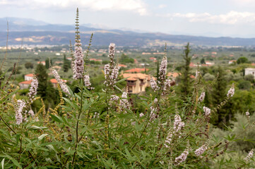 Obraz premium Healing, flowering bush (Vitex agnus) grows against the background of the village and mountains