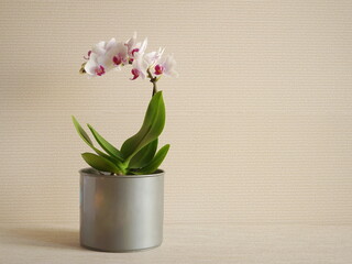 White orchid flowers in gray pot on a beige background. Green home plants.	