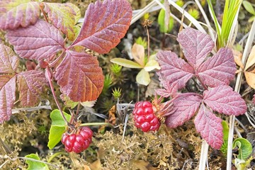 Fruits of the Arctic raspberry ( Rubus arcticus or Arctic bramble ) growing in the north tundra....