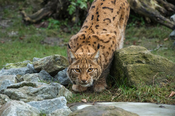 Luchs Schnappschuss