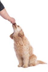 Cute doodle gets treats isolated