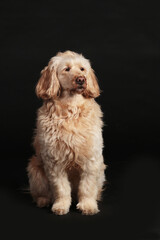 Cute doodle dog sitting on black background