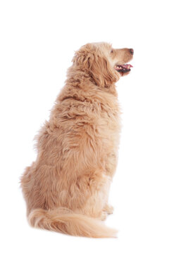 Cute Golden Doodle From The Back