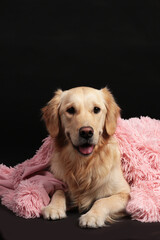 Cute golden retriever lying under pink blanket looking at camera