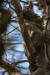 squirrel in its natural habitat perches in a tree