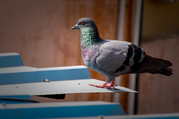 pigeon in the city