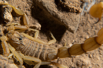 common scorpion in its natural habitat