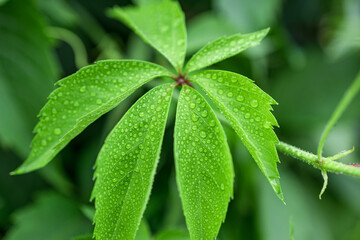 bright green six-pointed leaf of a plant with water drops on it