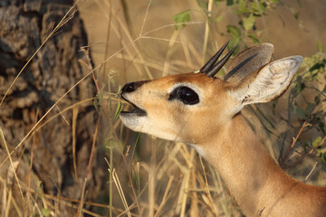 Afrikanischer Steinbock / Steenbok / Raphicerus campestris