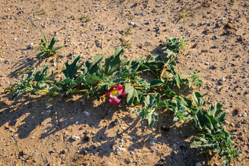 Devil’s Claw (Harpagophytum procumbens) medicinal plant and flower. Kalahari Desert. Botswana