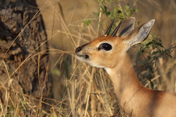 Afrikanischer Steinbock / Steenbok / Raphicerus campestris