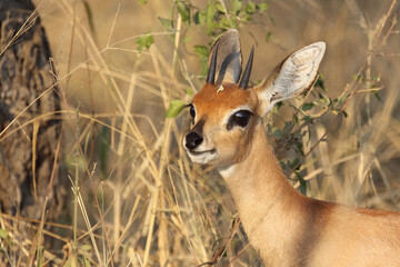 Afrikanischer Steinbock / Steenbok / Raphicerus campestris