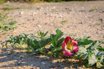 Devil’s Claw (Harpagophytum procumbens) medicinal plant and flower. Kalahari Desert. Botswana