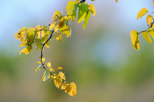 Mopane (Colophospermum mopane) tree leaves. Kalahari. Botswana