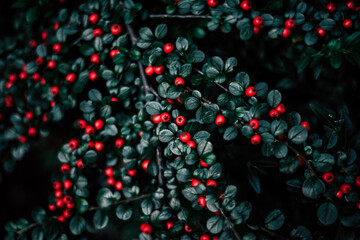 decorative plant. Red berries with green leaves, forest texture. soft lighting with soft focus