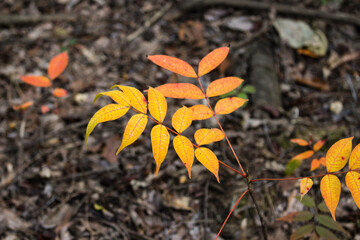 鮮やかな黄色の葉