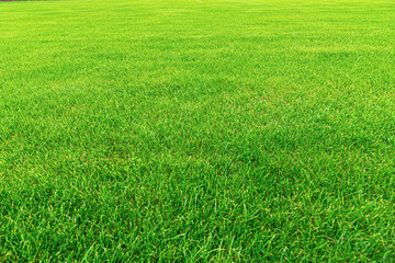 Obraz na płótnie Canvas Green grass as an abstract background close up.