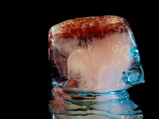 red delicate flower in cold ice in creative macro photography