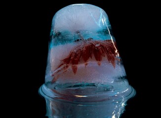 red flower in ice with blue backlight similar to alcoholic exotic cocktail
