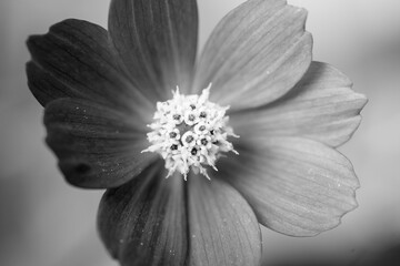Macro black and white flower