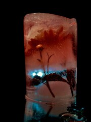 a graceful flower frozen in ice in creative and abstract photography