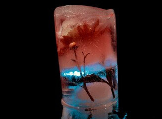 abstract photo of an ice block in which a beautiful red flower is frozen