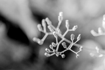 Macro cotton bud flowers