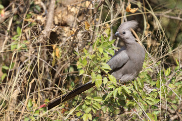 Graulärmvogel / Grey lourie - Grey go-away-bird / Corythaixoides concolor