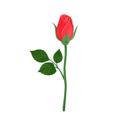 Red rose bud with green stem and leaves isolated on white background. Vector illustration of beautiful flower in cartoon flat style.
