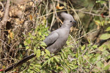 Graulärmvogel / Grey lourie - Grey go-away-bird / Corythaixoides concolor