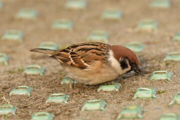Eurasian tree sparrow (Passer montanus)