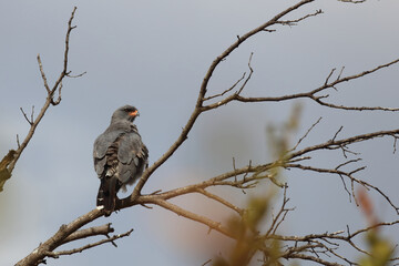 Graubürzel-Singhabicht oder Kleiner Singhabicht / Dark chanting goshawk / Melierax metabates