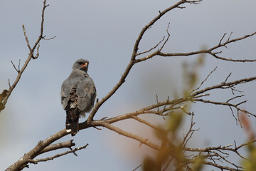 Graubürzel-Singhabicht oder Kleiner Singhabicht / Dark chanting goshawk / Melierax metabates