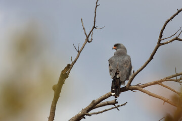 Graubürzel-Singhabicht oder Kleiner Singhabicht / Dark chanting goshawk / Melierax metabates