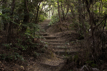 森林公園の遊歩道