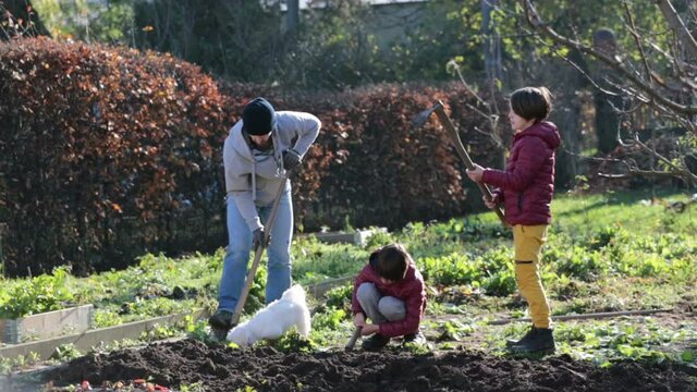 Father and two children, sons, working together in garden, digging, preparing the soil for the winter