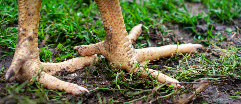Animal bird legs. Closeup photo of claw. Rooster or chicken legs