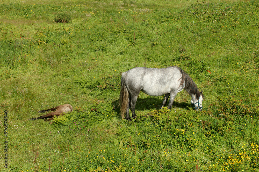 Wall mural cheval dans le pré