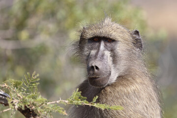 Bärenpavian / Chacma Baboon / Papio ursinus..