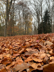 Forest autumn by fhuy