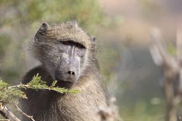 Bärenpavian / Chacma Baboon / Papio ursinus..