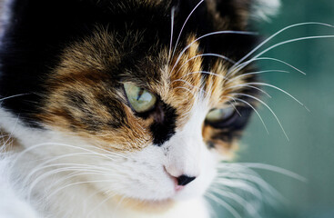 Close-up portrait of a serious tricolor cat with green smart eyes on a turquoise background.