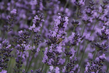 lavender field, blooming lavender, purple flowers and a bee sitting on pollen