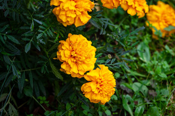 Marigold flower blossom in garden. Head of orange and yellow marigold plant background