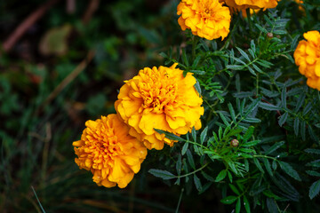 Marigold flower blossom in garden. Head of orange and yellow marigold plant background
