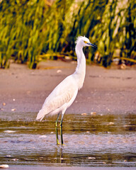 Snowy Egret
